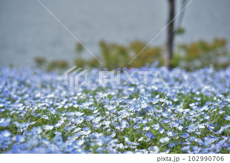 一面のネモフィラ 102990706