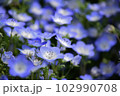 ネモフィラのアップ 102990708