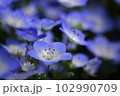 ネモフィラの花 102990709
