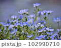 ネモフィラ 102990710