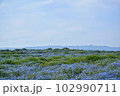 ネモフィラと青空 102990711