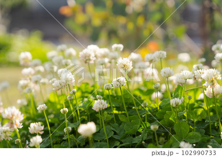 シロツメクサの写真 102990733