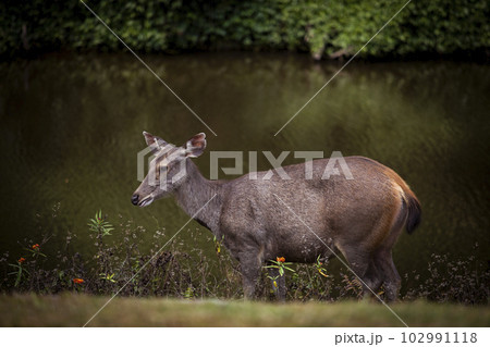 full body of sambar deer standing beside fresh water pool at khaoyai national park thailand full body of sambar deer standing beside fresh water pool at khaoyai national park thailand 102991118