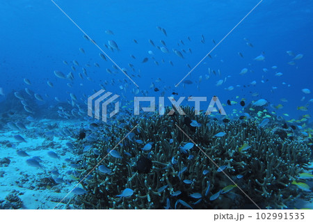 デバスズメダイ舞う夏の海　沖縄の海　水中写真 102991535