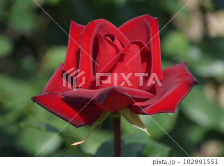 凛とした真紅の薔薇 熱情 凛とした真紅の薔薇 熱情 102991551