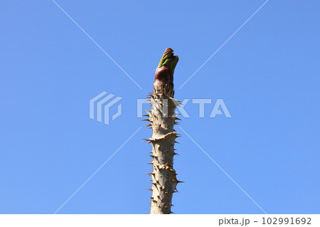 タラの木の新芽　タラの芽 102991692