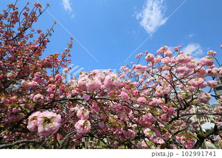 大阪 造幣局 桜の通り抜け ご観桜 大阪 造幣局 桜の通り抜け ご観桜 102991741
