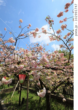 大阪 造幣局 桜の通り抜け ご観桜 大阪 造幣局 桜の通り抜け ご観桜 102991747