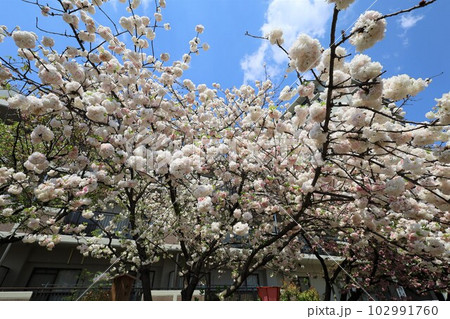 大阪 造幣局 桜の通り抜け ご観桜 大阪 造幣局 桜の通り抜け ご観桜 102991760