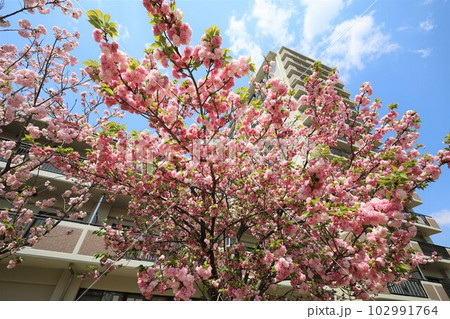 大阪 造幣局 桜の通り抜け ご観桜 大阪 造幣局 桜の通り抜け ご観桜 102991764