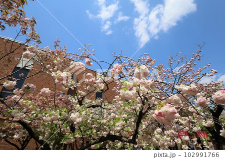 大阪 造幣局 桜の通り抜け ご観桜 大阪 造幣局 桜の通り抜け ご観桜 102991766