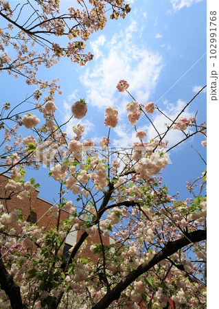 大阪　造幣局　桜の通り抜け　ご観桜 102991768