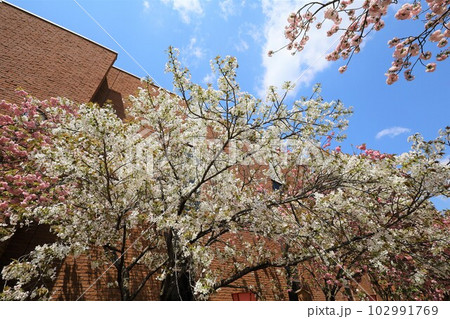 大阪 造幣局 桜の通り抜け ご観桜 大阪 造幣局 桜の通り抜け ご観桜 102991769