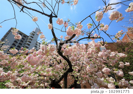 大阪　造幣局　桜の通り抜け　ご観桜 102991775