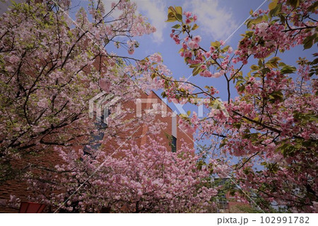 大阪　造幣局　桜の通り抜け　ご観桜 102991782
