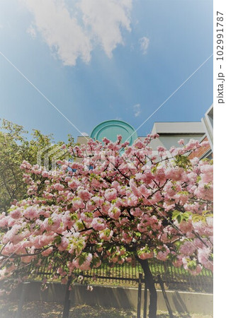 大阪 造幣局 桜の通り抜け ご観桜 大阪 造幣局 桜の通り抜け ご観桜 102991787