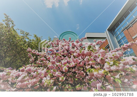 大阪　造幣局　桜の通り抜け　ご観桜 102991788