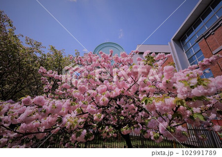 大阪　造幣局　桜の通り抜け　ご観桜 102991789