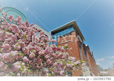大阪 造幣局 桜の通り抜け ご観桜 大阪 造幣局 桜の通り抜け ご観桜 102991790