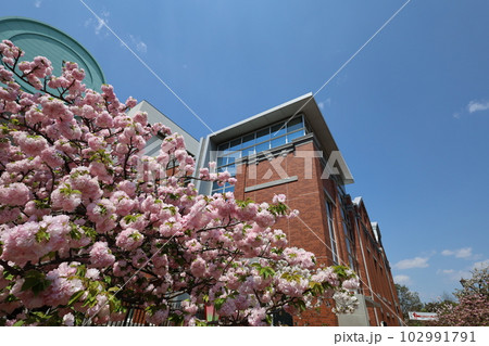 大阪　造幣局　桜の通り抜け　ご観桜 102991791