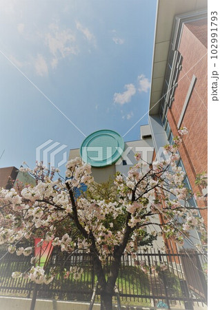 大阪　造幣局　桜の通り抜け　ご観桜 102991793