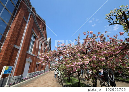 大阪 造幣局 桜の通り抜け ご観桜 大阪 造幣局 桜の通り抜け ご観桜 102991796
