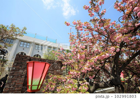 大阪 造幣局 桜の通り抜け ご観桜 大阪 造幣局 桜の通り抜け ご観桜 102991803