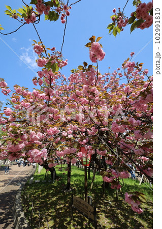 大阪　造幣局　桜の通り抜け　ご観桜 102991810
