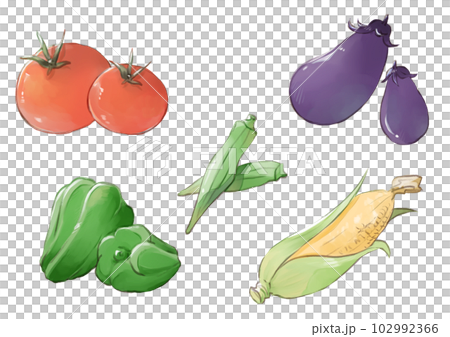 Various summer vegetable illustrations 102992366