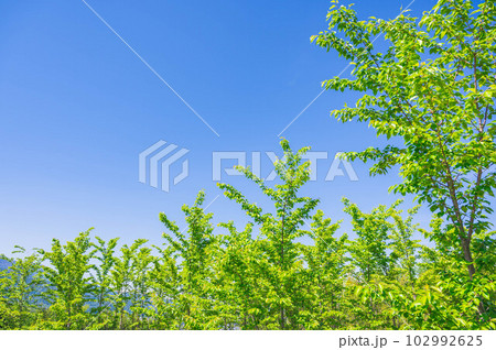 新緑のケヤキと青空 102992625