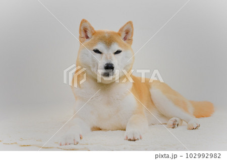 柴犬 柴犬 102992982