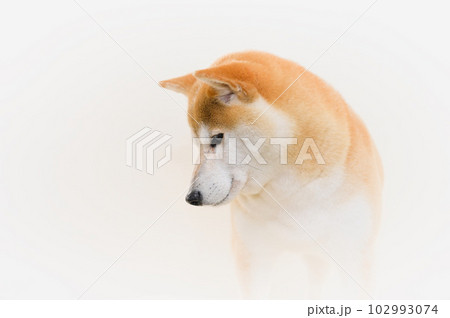 柴犬 柴犬 102993074