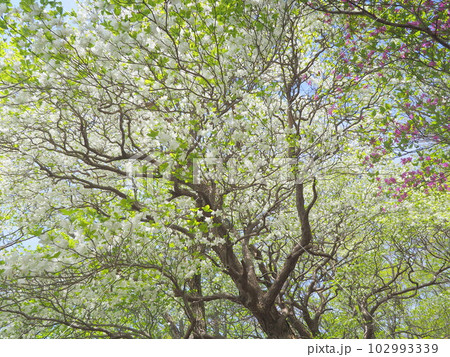 シロヤシオ咲く八方ヶ原付近の森 102993339