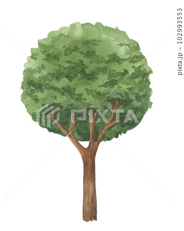 Watercolor tree illustration. Round foliage tree isolated one white background 102993553