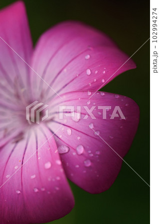 アグロステンマ 0033 アグロステンマ 0033 102994274