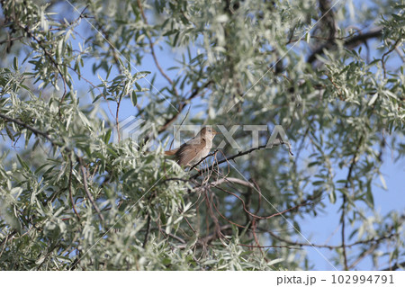The thrush nightingale (Luscinia luscinia) The thrush nightingale (Luscinia luscinia) 102994791