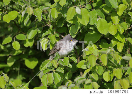 Amazing barred warbler (Curruca nisoria) Amazing barred warbler (Curruca nisoria) 102994792