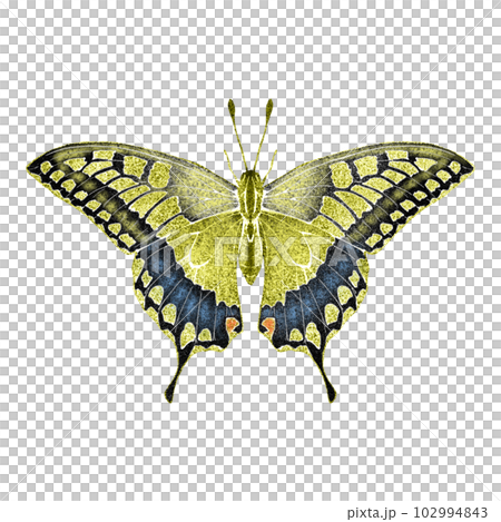 Swallowtail butterfly with spread wings / no main line 102994843