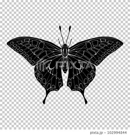 Swallowtail butterfly with spread wings / silhouette 102994844