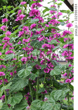 春の庭に咲くゼニアオイの紫色の花 102996464