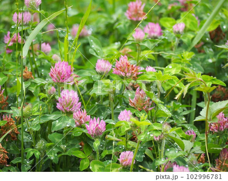 アカツメクサ アカツメクサ 102996781