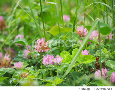 アカツメクサ アカツメクサ 102996784