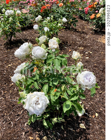 神秘的な青薔薇のブルーヘブン 102996823