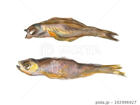 Two dried fish for beer. Watercolor illustration. 102996927