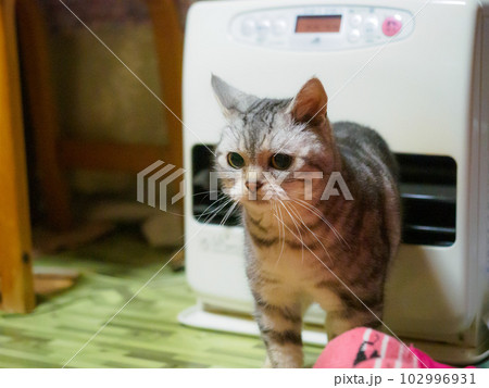 冬のリビングに猫 冬のリビングに猫 102996931
