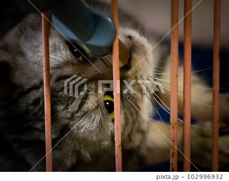 顔を逆さにして水を飲む猫 102996932