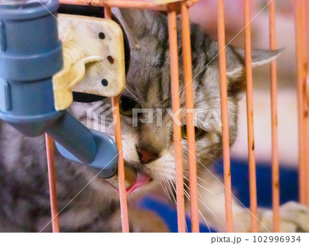 給水器に舌を出して水を飲む猫 102996934