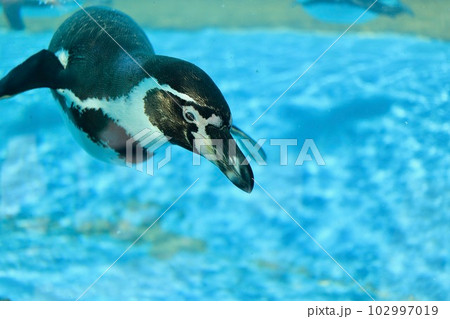 鳥羽水族館 空を飛んでいるようなペンギン 鳥羽水族館 空を飛んでいるようなペンギン 102997019