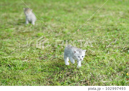 生まれて数週間の可愛い子猫 生まれて数週間の可愛い子猫 102997493