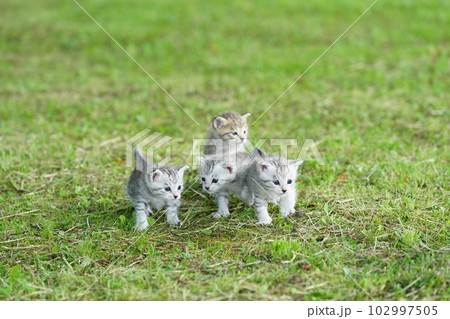 生まれて数週間の可愛い子猫 生まれて数週間の可愛い子猫 102997505